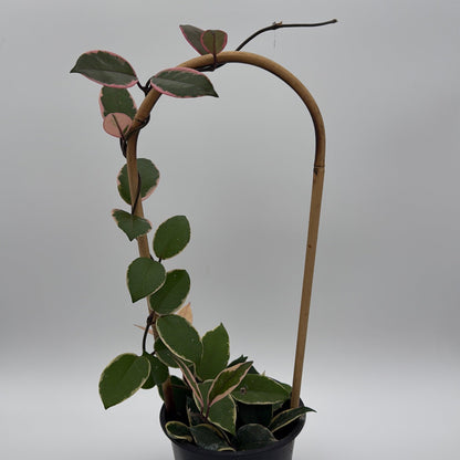 Hoya Flamingo Dream variegated houseplant with pink-edged green leaves on a bamboo stake on Tampa Home & Garden Store