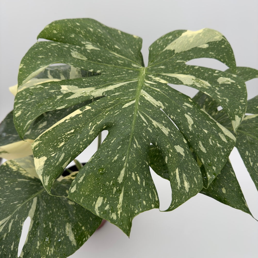 Monstera Thai Constellation