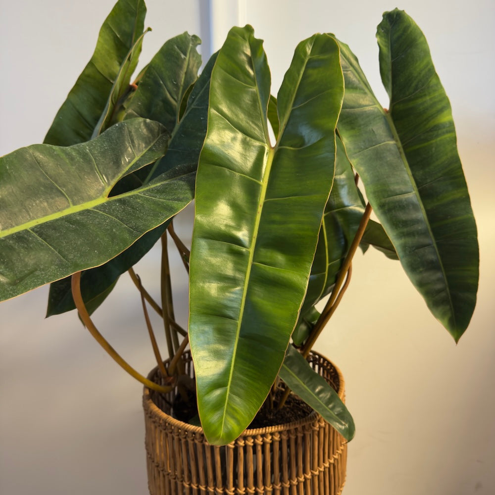Philodendron Billietiae