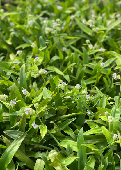 Planta de hierba de Pekín (Murdannia loriformis)