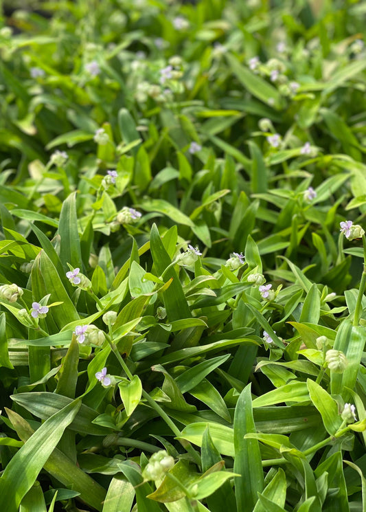 Planta de hierba de Pekín (Murdannia loriformis)