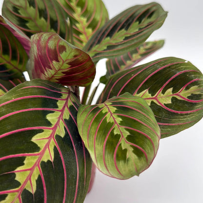 Maranta Red Prayer Plant With Red Veined Leaves
