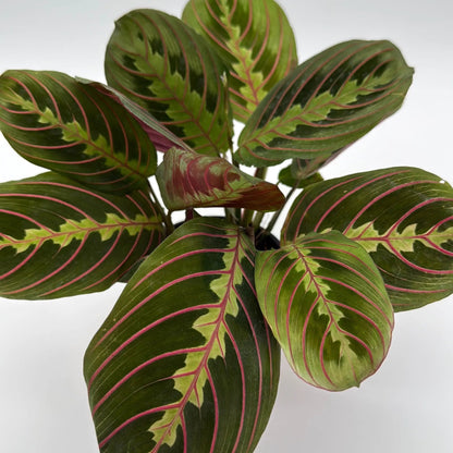 Maranta Red Prayer Plant With Red Veined Leaves