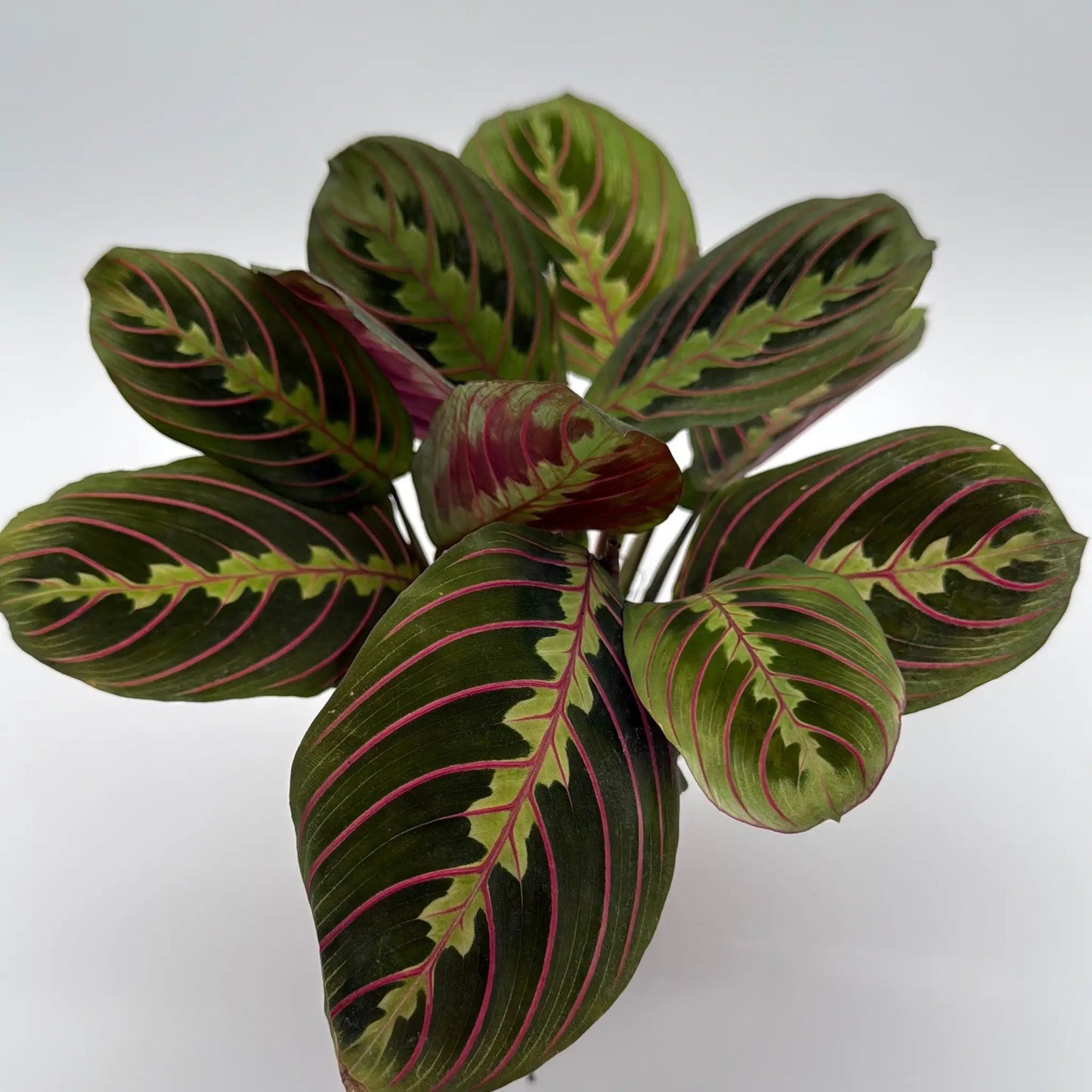 Maranta Red Prayer Plant With Red Veined Leaves