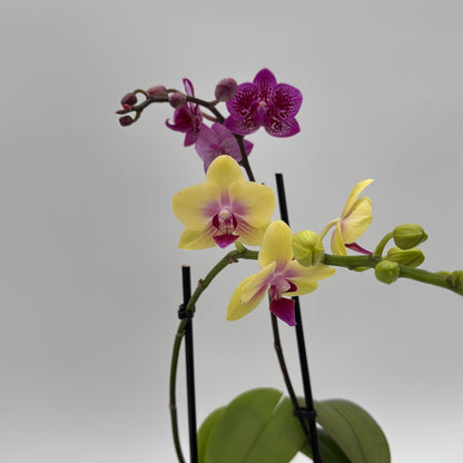 Mystery Blooming Orchid