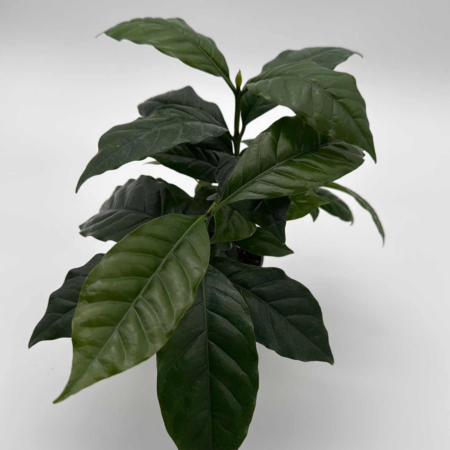 Coffee Plant Arabica