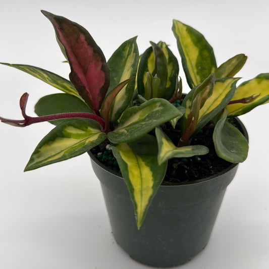 Hoya Krimson Princess