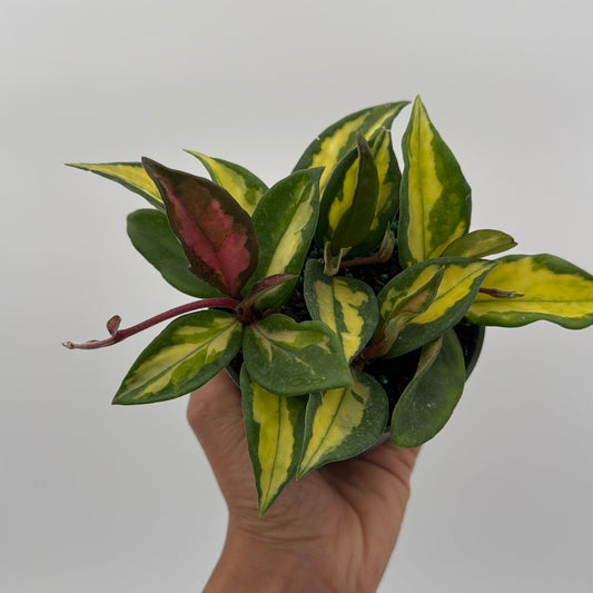 Hoya Krimson Princess