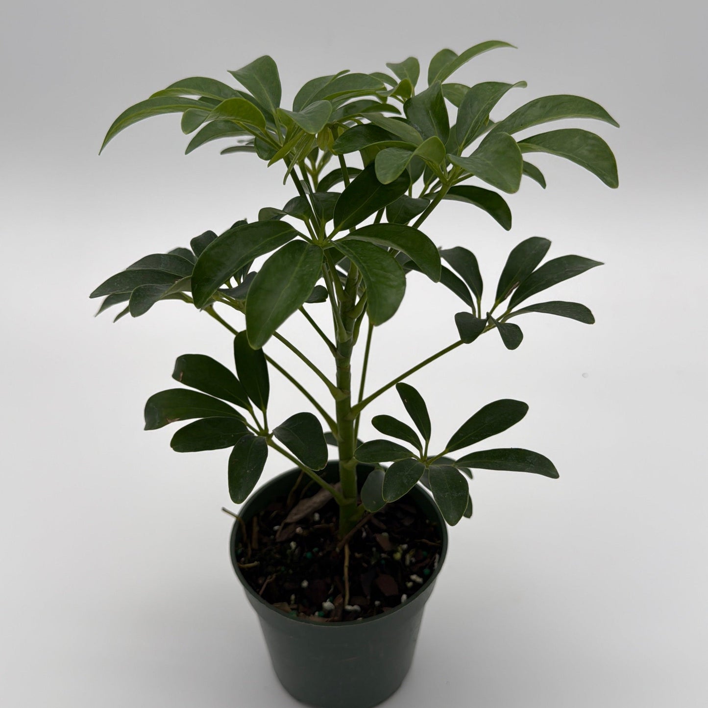 Umbrella Tree Plant with Glossy Leaves