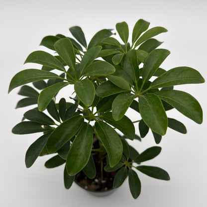 Umbrella Tree Plant with Glossy Leaves