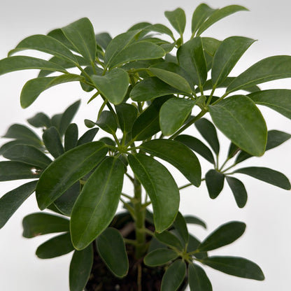 Umbrella Tree Plant with Glossy Leaves