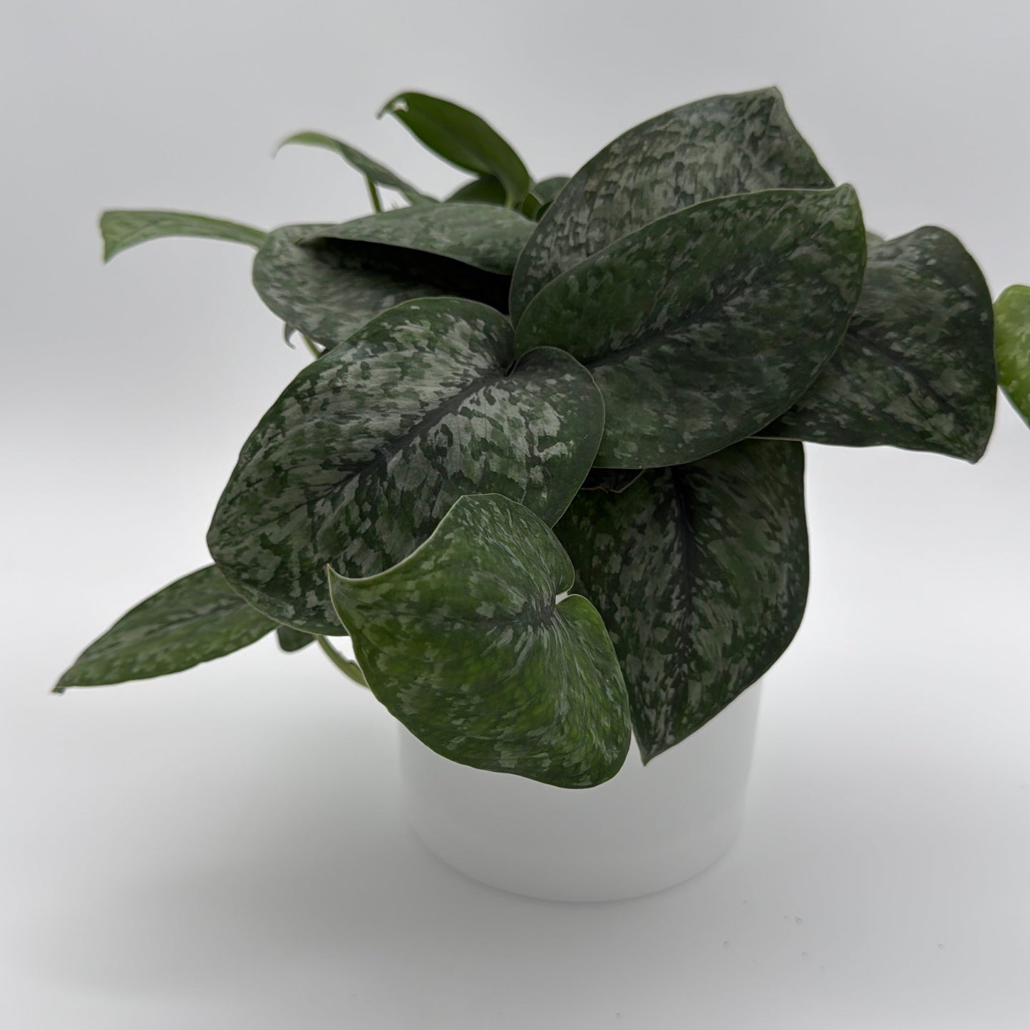 Scindapsus Pictus 'Mount Salak'