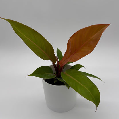 Philodendron Prince of Orange Indoor Plant