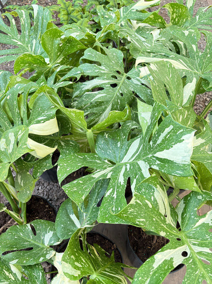 Monstera Thai Constellation potted houseplant green-cream variegation Rooted Treasures Farms on Tampa Home & Garden Store