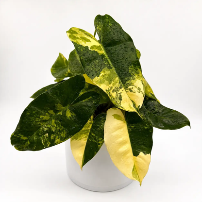 Filodendro Variegado Burle Marx