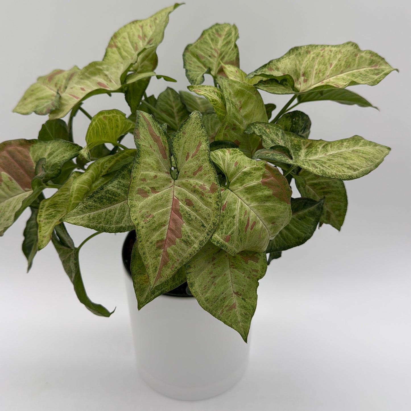 Syngonium Pink Confetti