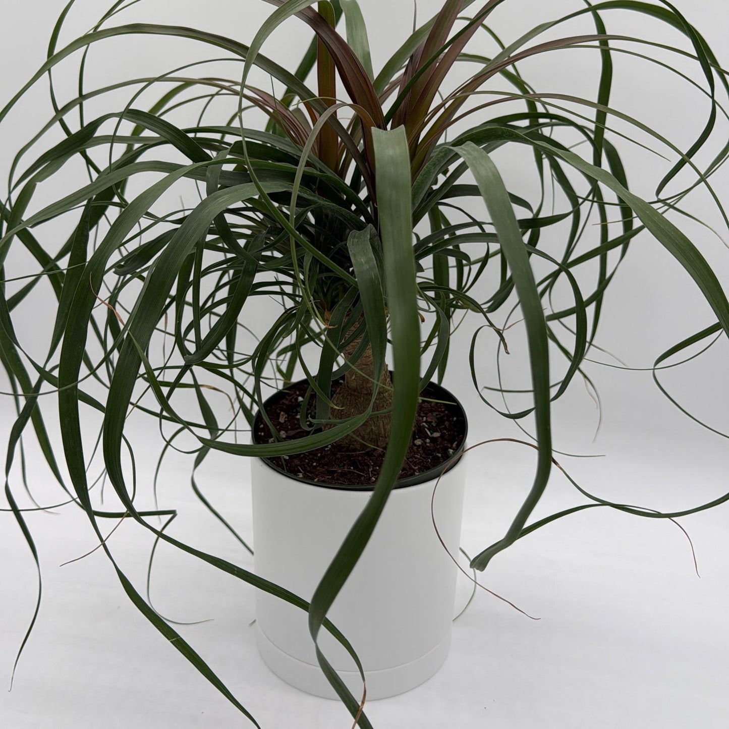 Ponytail Palm