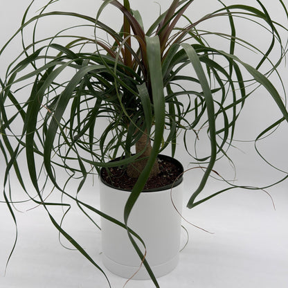 Ponytail Palm