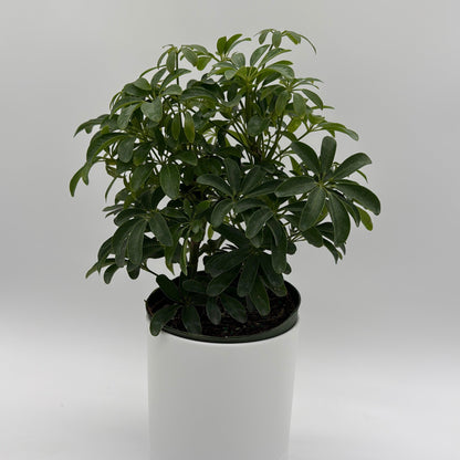 Umbrella Tree