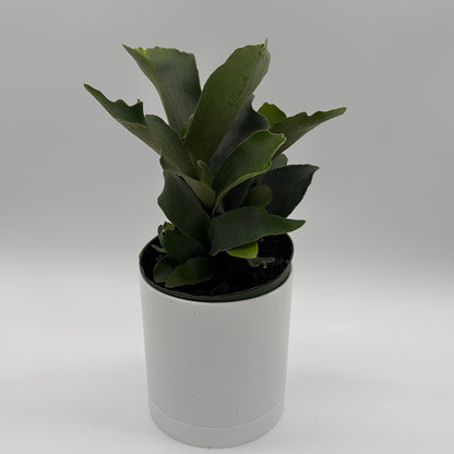 Platycerium Bifurcatum (Staghorn Fern)
