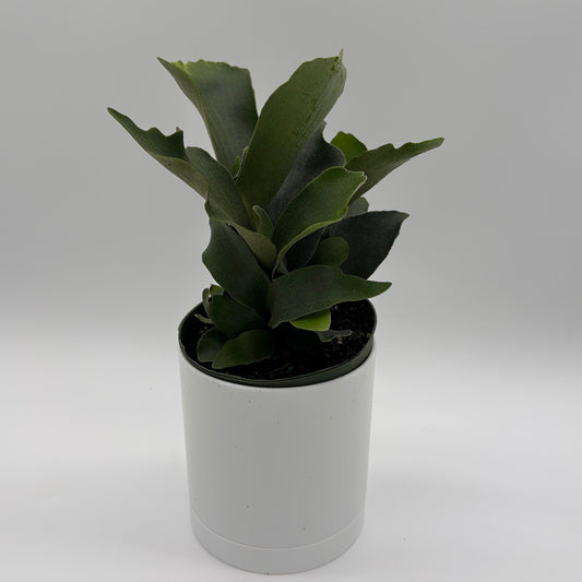 Platycerium Bifurcatum (Staghorn Fern)
