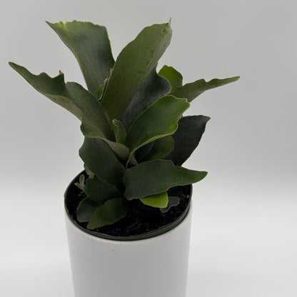 Platycerium Bifurcatum (Staghorn Fern)