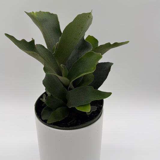 Platycerium Bifurcatum (Staghorn Fern)