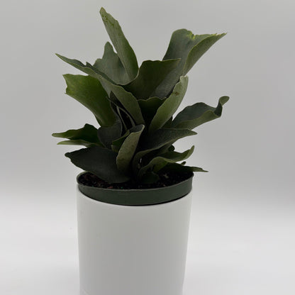 Platycerium Bifurcatum (Staghorn Fern)