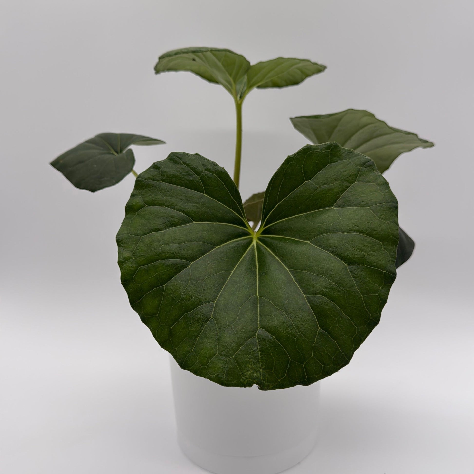 Farfugium japonicum giganteum potted houseplant with large glossy green leaves in white pot on Tampa Home & Garden Store