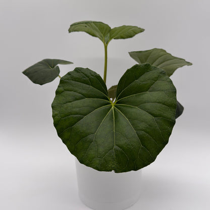 Farfugium japonicum giganteum potted houseplant with large glossy green leaves in white pot on Tampa Home & Garden Store