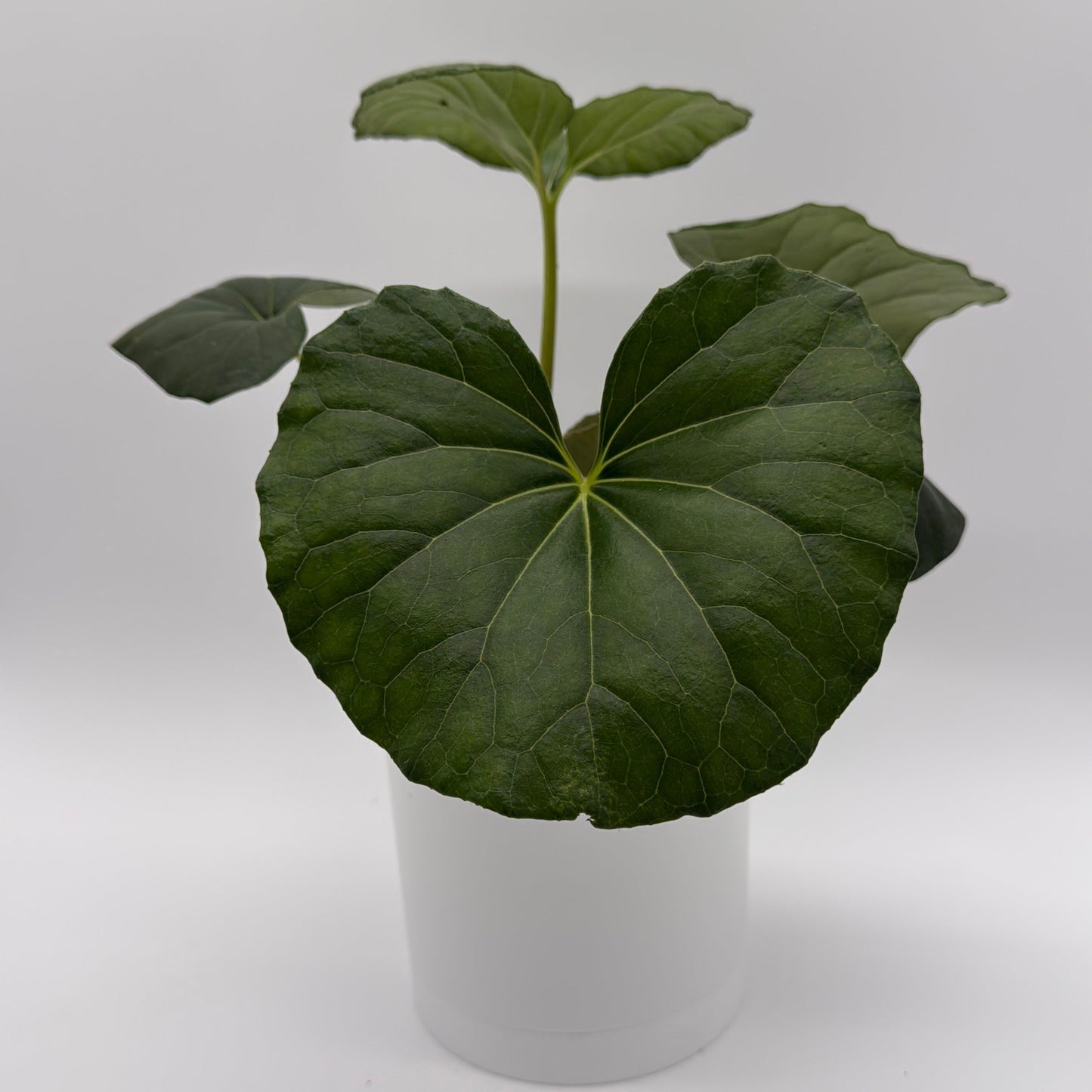 Farfugium Japonicum Giganteum potted houseplant with large dark green palmate leaves on Tampa Home & Garden Store