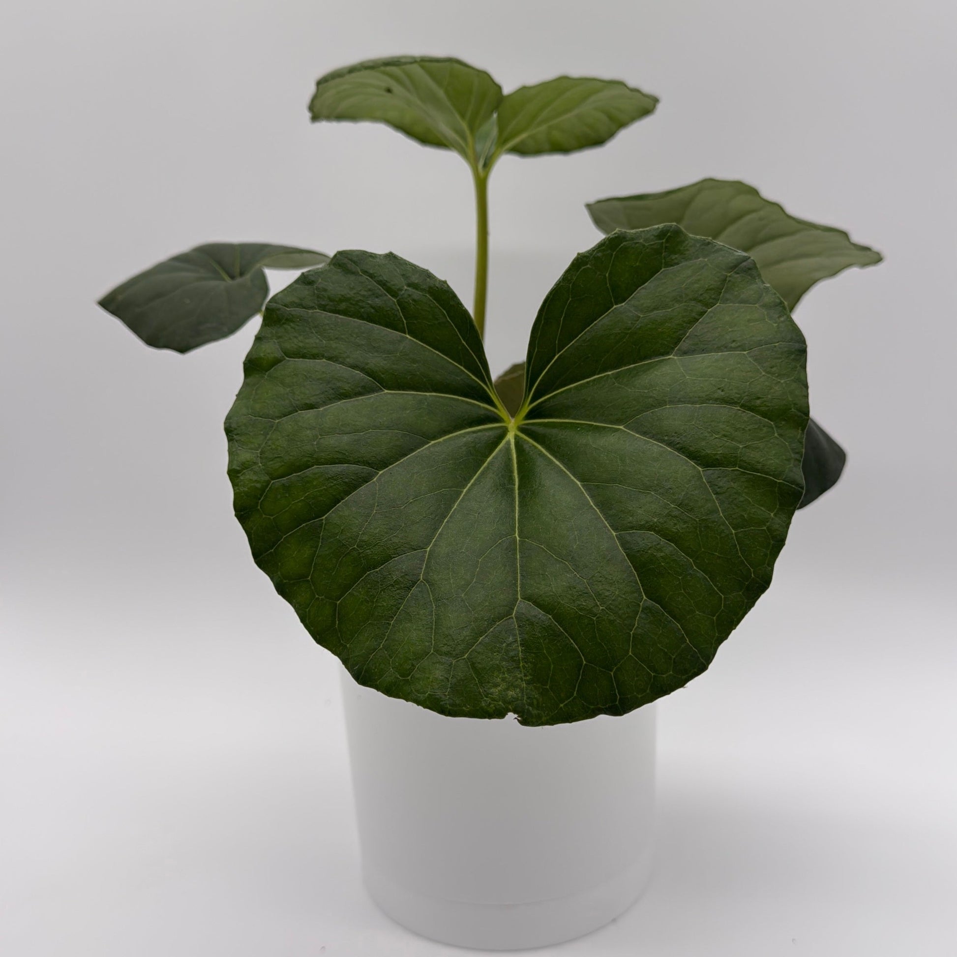 Farfugium Japonicum Giganteum potted houseplant with large dark green palmate leaves on Tampa Home & Garden Store