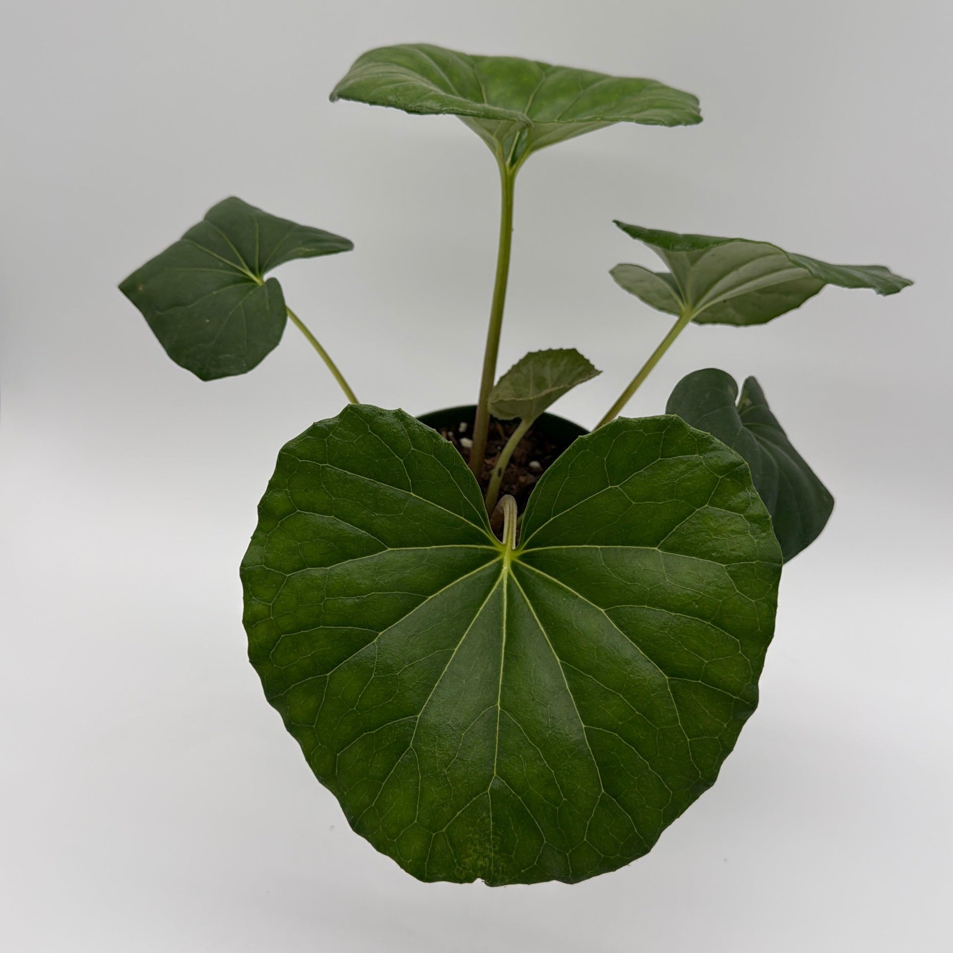 Farfugium Japonicum Giganteum potted houseplant with large round green leaves on Tampa Home & Garden Store