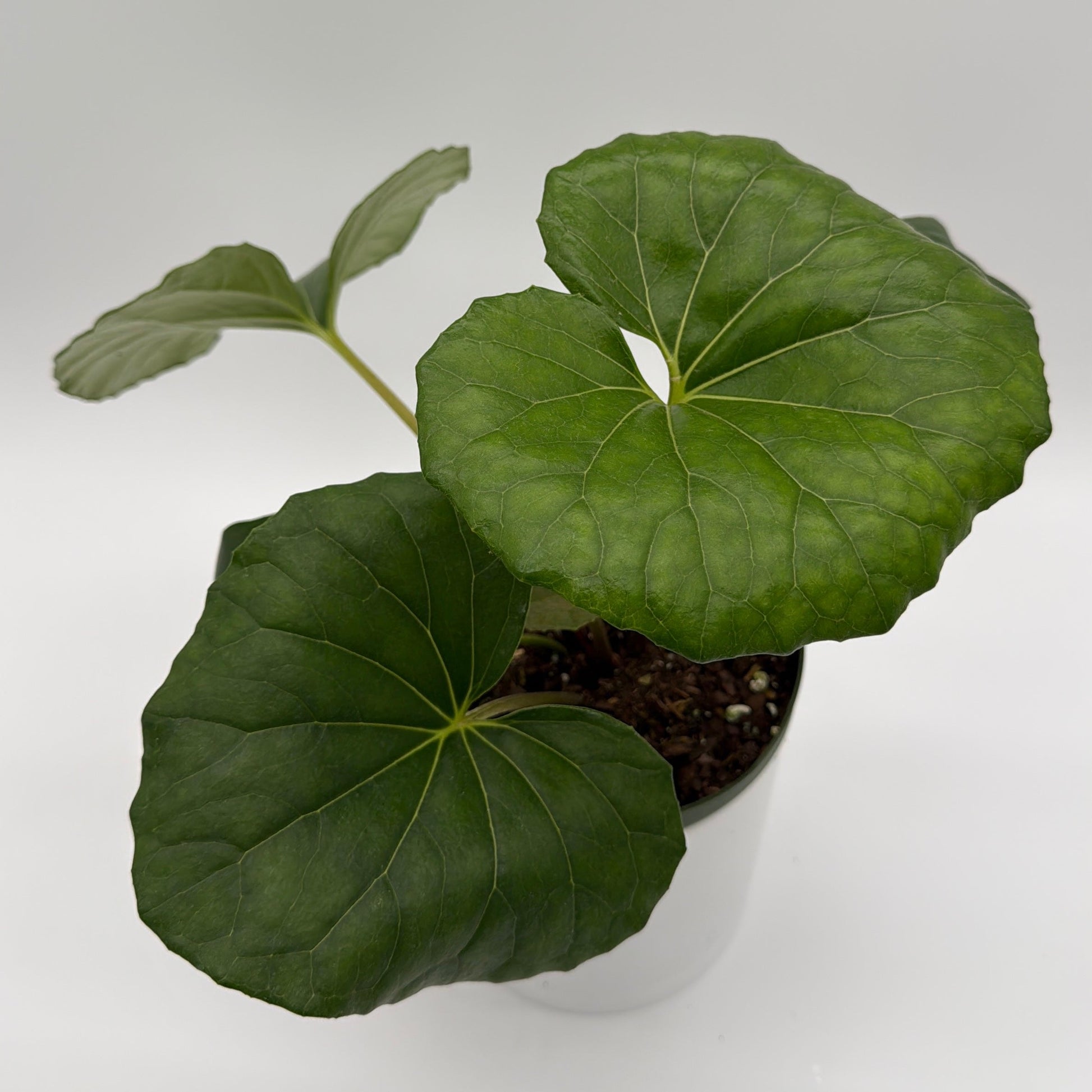 Farfugium Japonicum Giganteum plant with large glossy green leaves in a pot RUNOPLANTS on Tampa Home & Garden Store