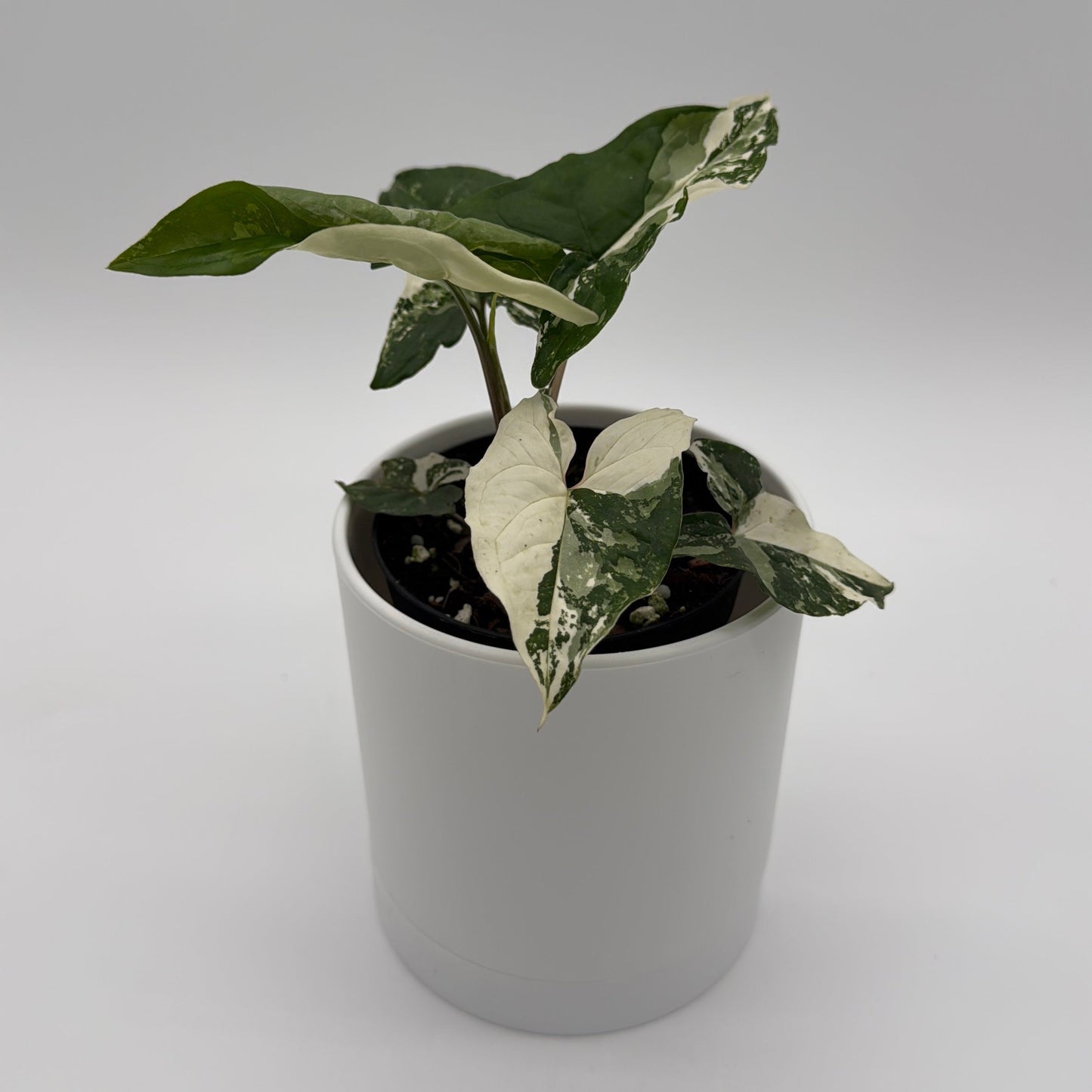 Syngonium Albo