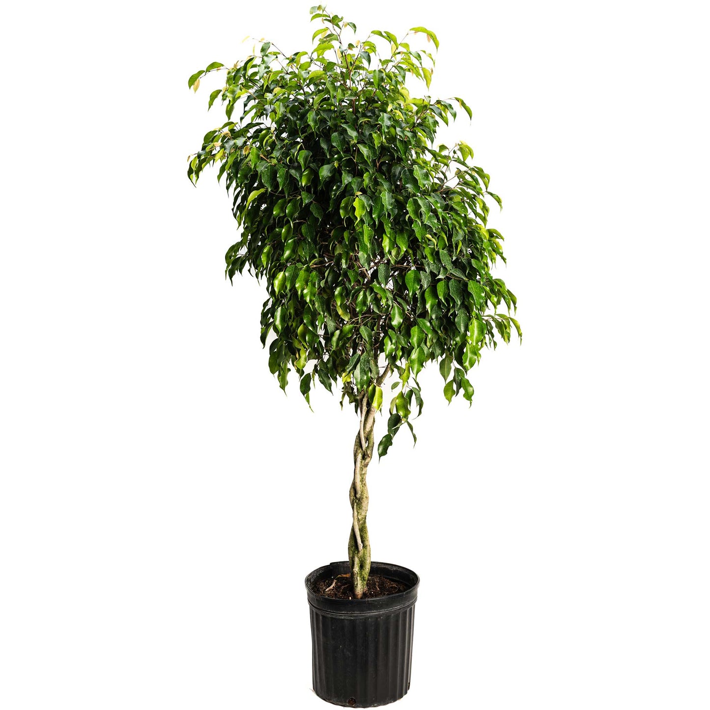 Braided Benjamina Ficus plant by Live Good Logistics with glossy green leaves in a black pot on Tampa Home & Garden Store