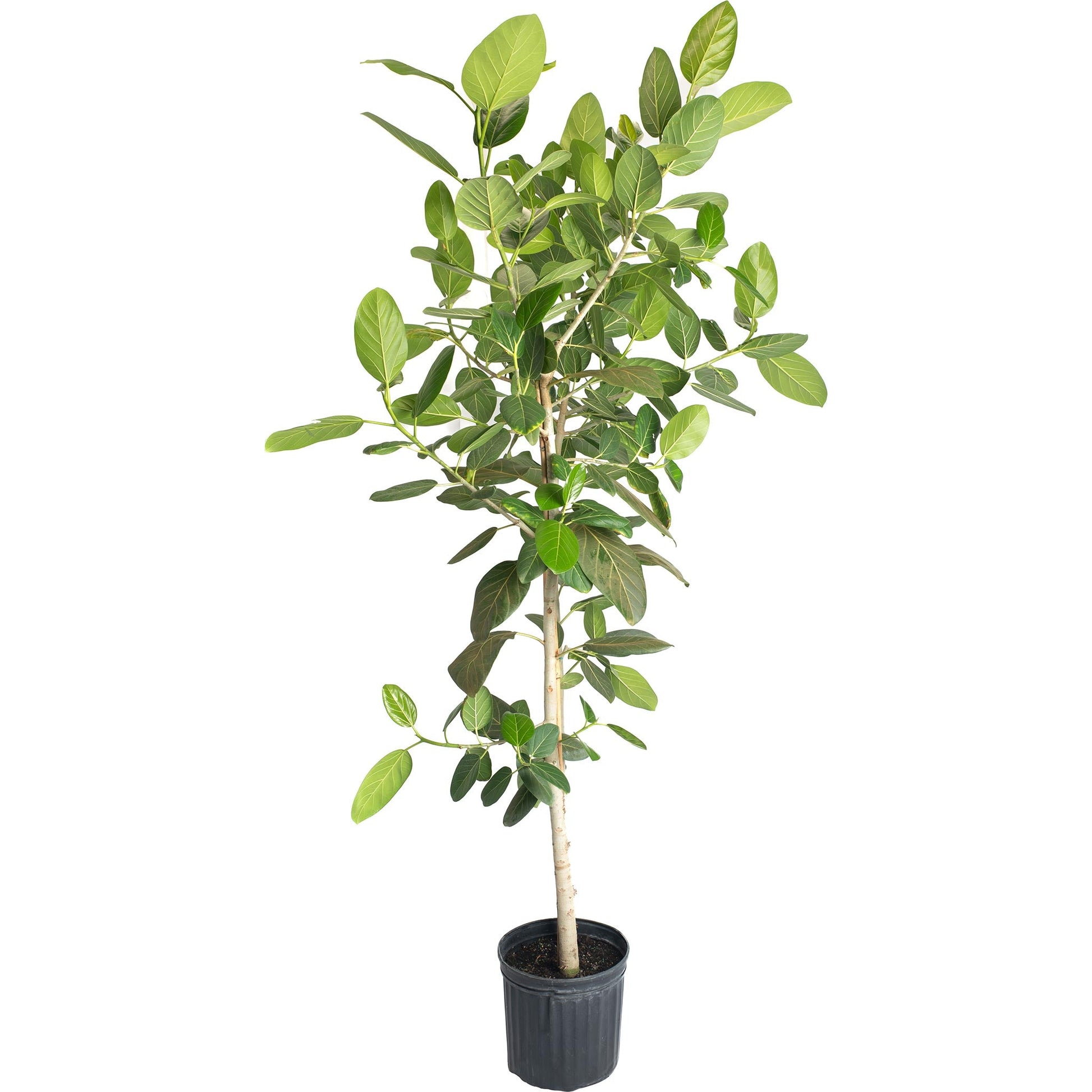 Ficus Audrey multi-stem plant with dark green leaves in black pot by Live Good Logistics on Tampa Home & Garden Store