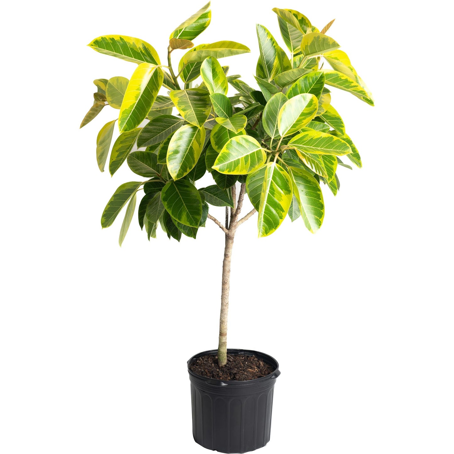 Ficus Altissima plant with variegated green-yellow leaves in a black pot Live Good Logistics Plant on Tampa Home & Garden Store