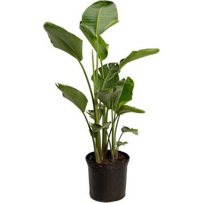 Bird of Paradise plant with tall green leaves in a black pot on Tampa Home & Garden Store