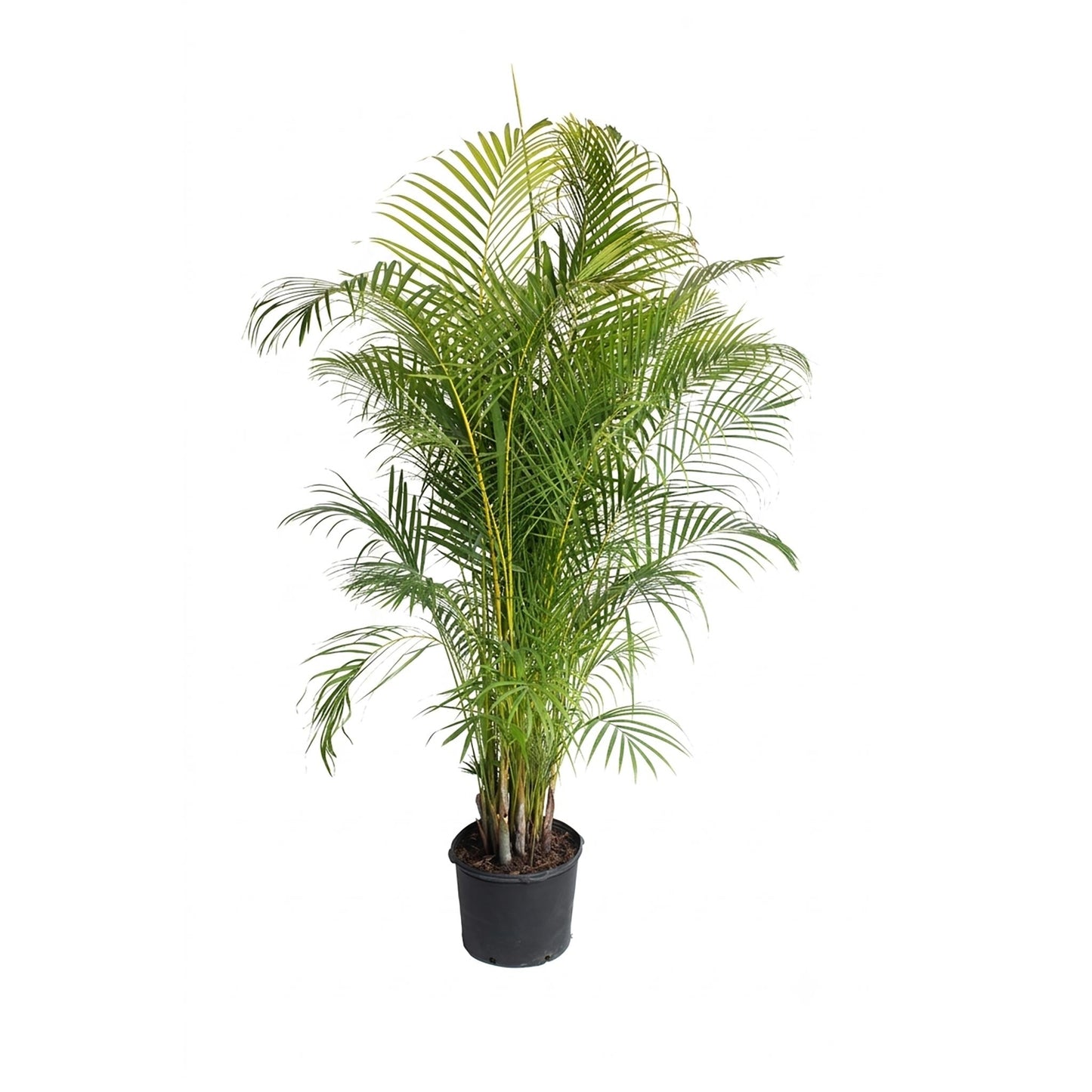 Areca Palm Tree plant with multiple trunks and fronds in a black pot Live Good Logistics on Tampa Home & Garden Store