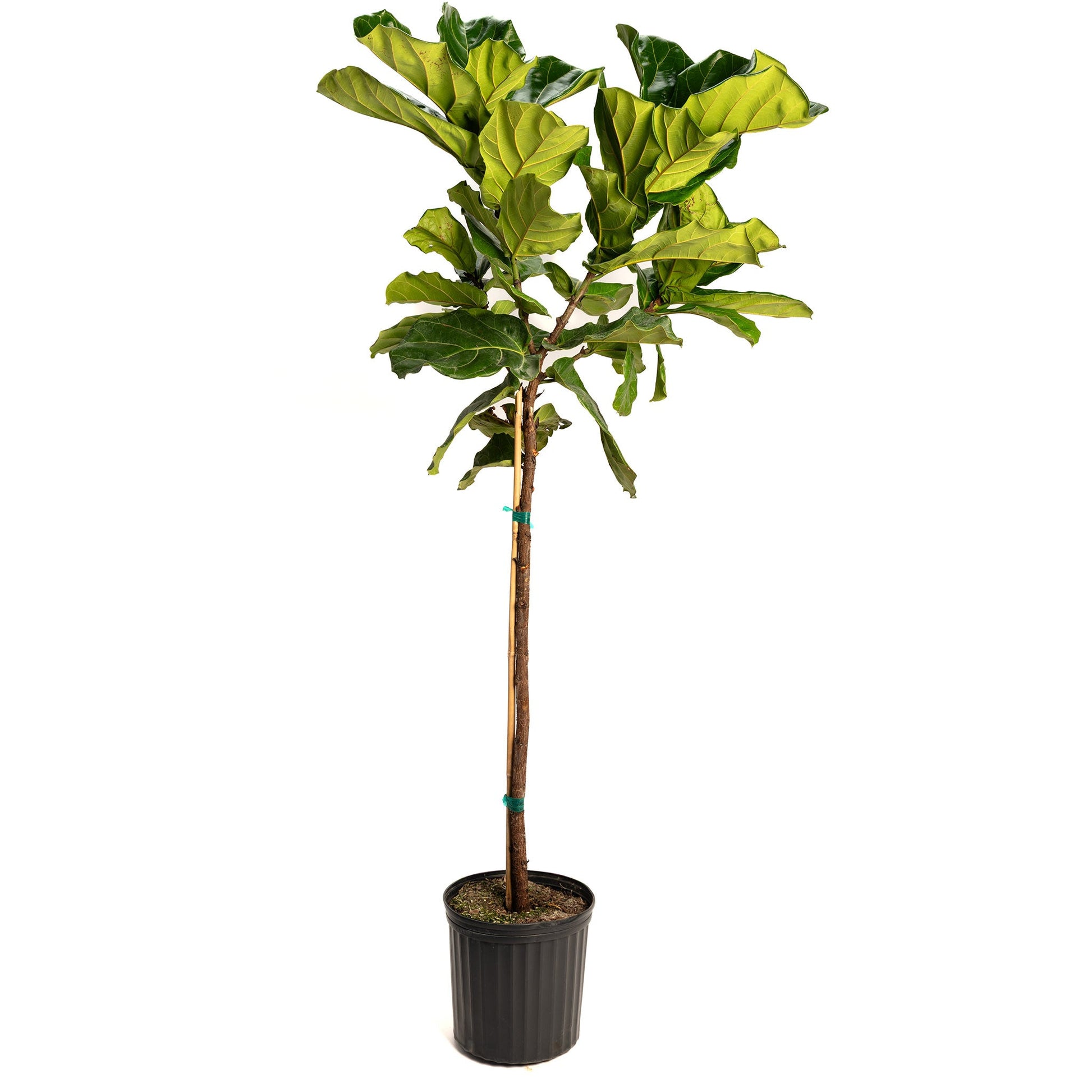 Fiddle Leaf Fig Tree plant in black pot with trunk and leaves Live Good Logistics on Tampa Home & Garden Store