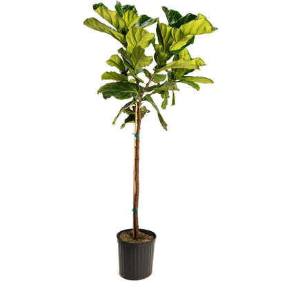 Fiddle Leaf Fig Tree plant in black pot with trunk and leaves Live Good Logistics on Tampa Home & Garden Store