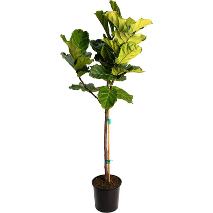 Fiddle Leaf Fig Tree plant with a tall trunk and large green leaves in a black pot on Tampa Home & Garden Store
