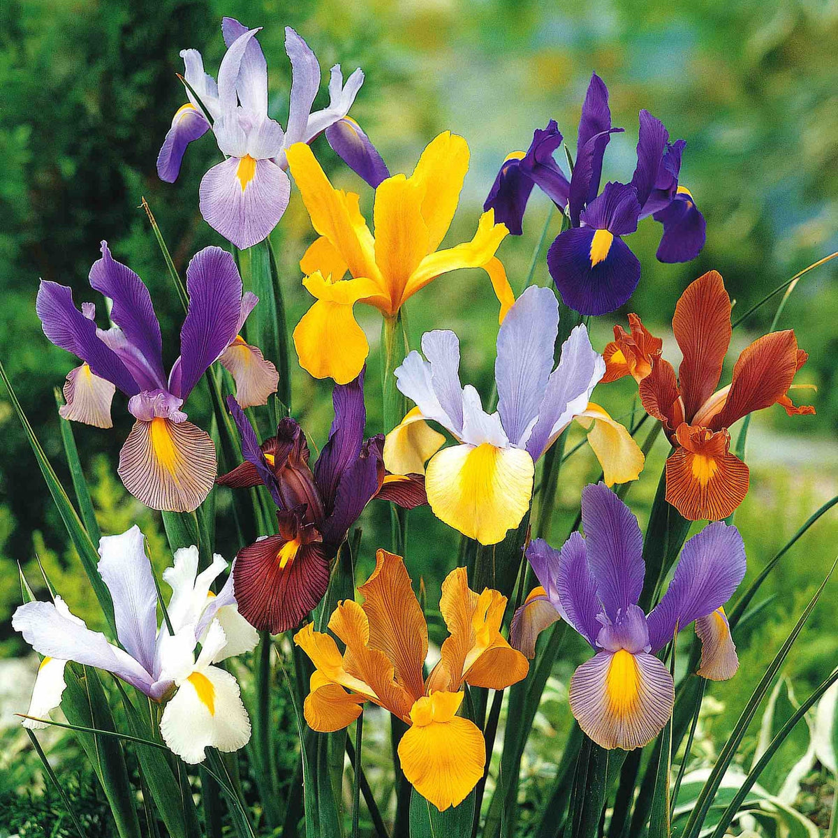 Dutch Iris Beauty Mixture plant with purple, yellow and white iris blooms on Tampa Home & Garden Store