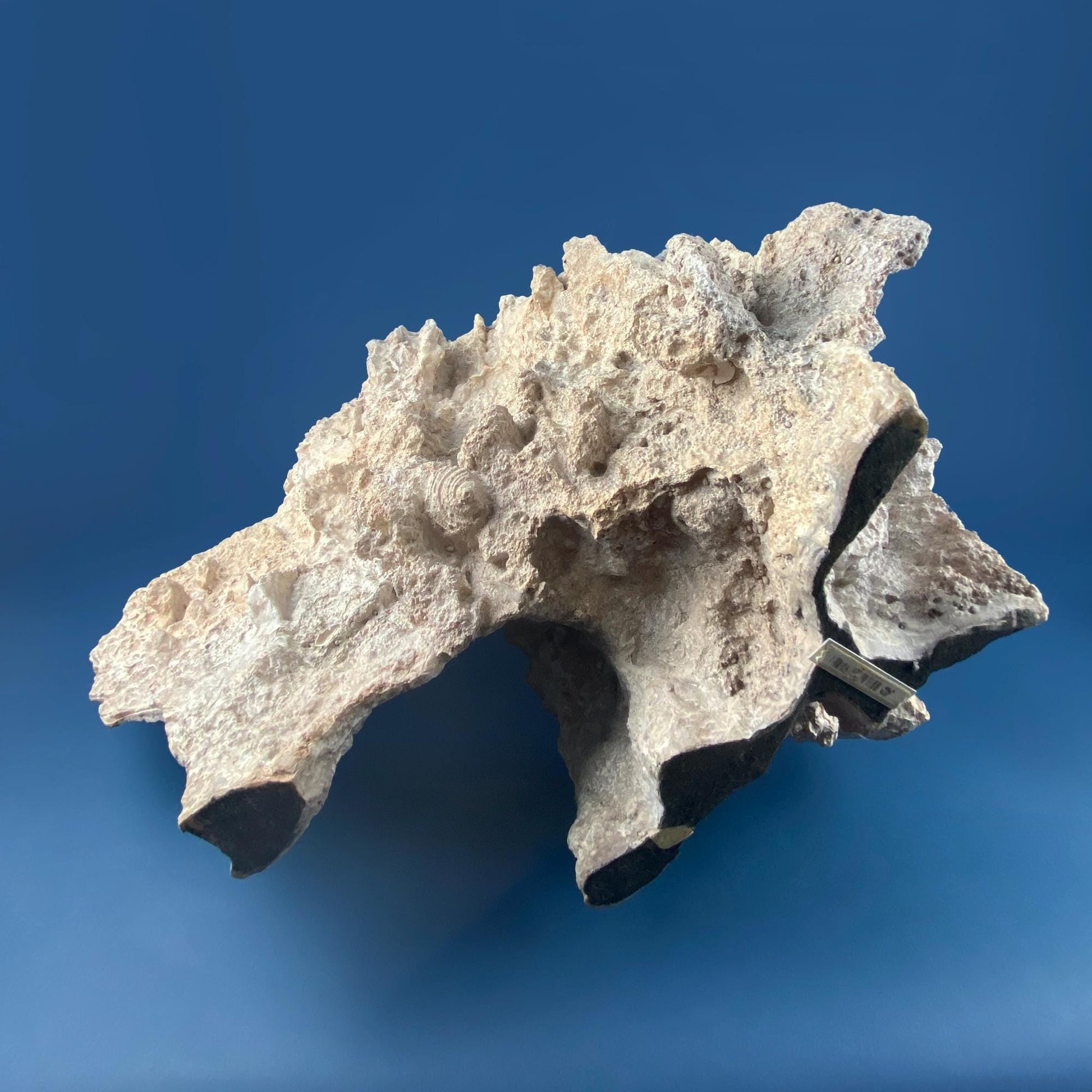 Imitation Coral Sculpture for Coastal Themed Home Rock Garden Aquarium. Vacation Property Tropical Display. Gift for Dad, Fisherman. - Tampa Home & Garden Store