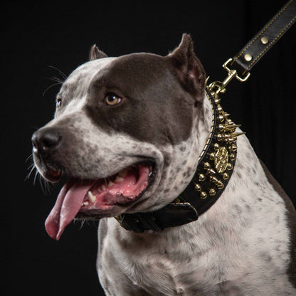 ''Imperium'' hand stitched 8 cm wide show collar - Tampa Home & Garden Store