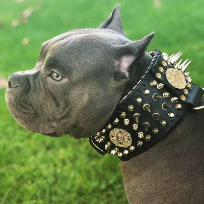 ''Imperium'' hand stitched 8 cm wide show collar - Tampa Home & Garden Store