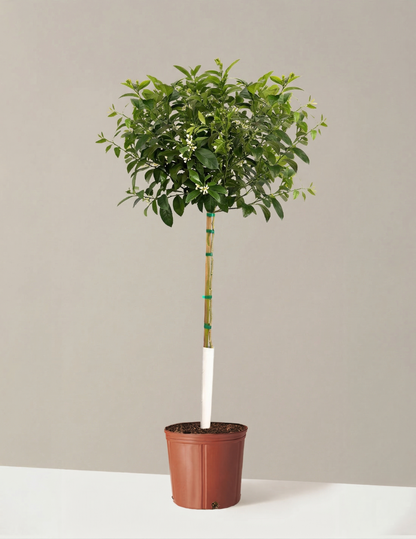 Improved Meyer Lemon Tree plant with green leaves and white blossoms in tan pot with stake on Tampa Home & Garden Store