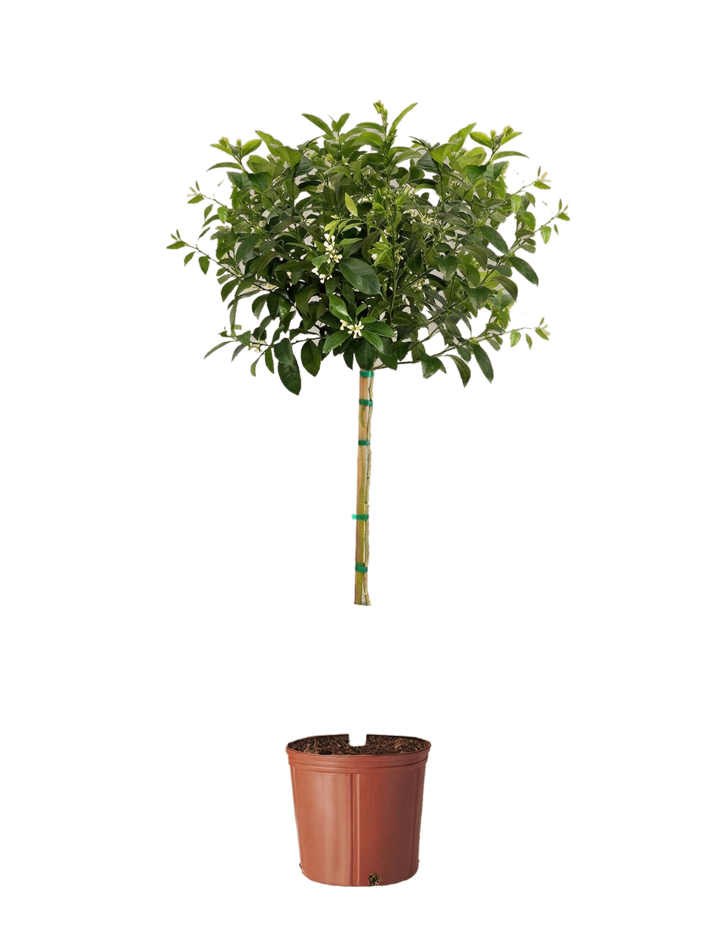 Improved Meyer Lemon Tree plant with green leaves and white blossoms on a wooden stake in a pot on Tampa Home & Garden Store