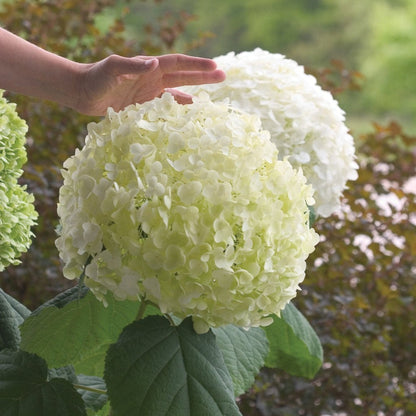 Incrediball Hydrangea plant with a hand near large white blooms and green leaves on Tampa Home & Garden Store
